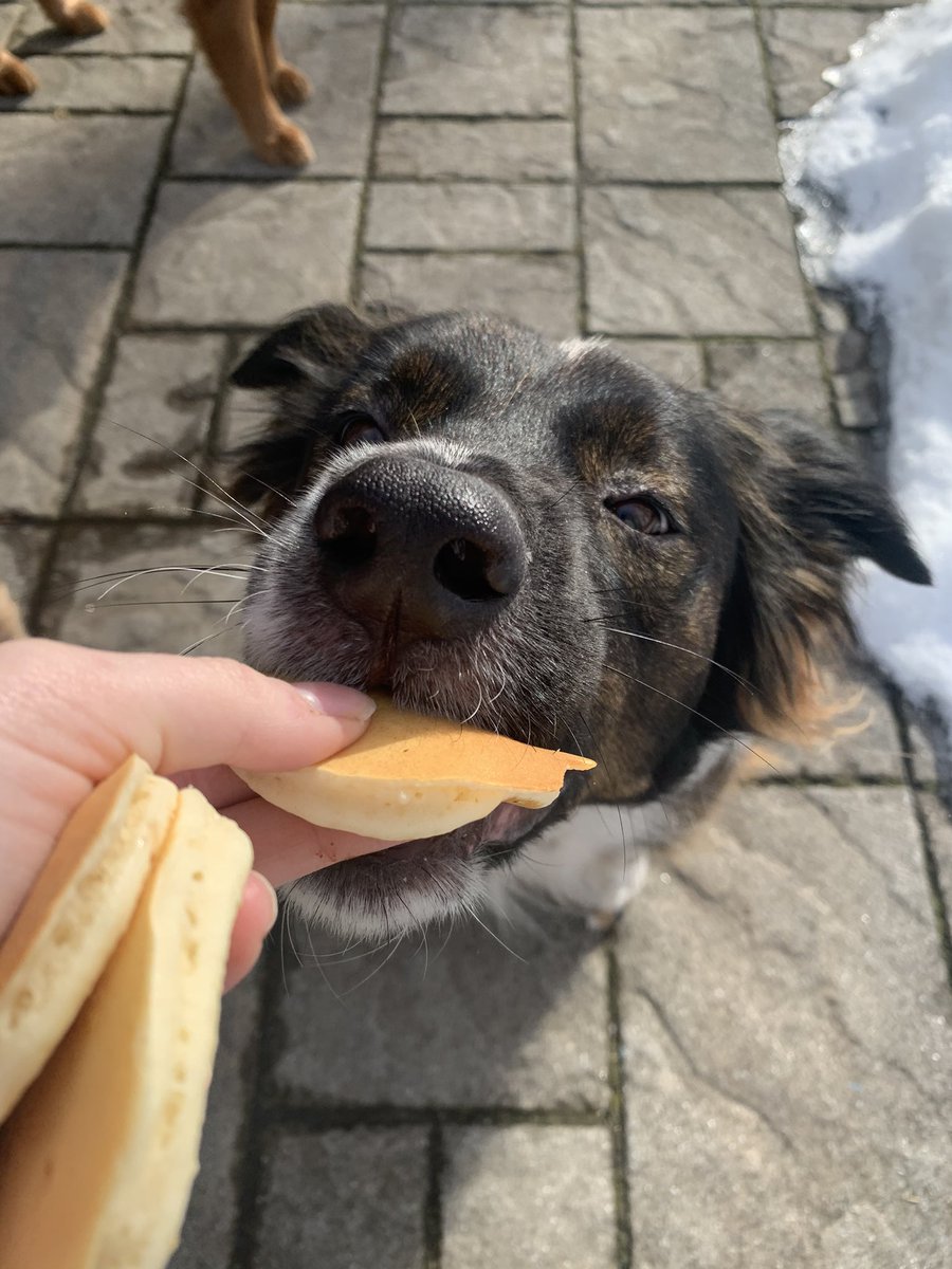 Koda tried to eat them all