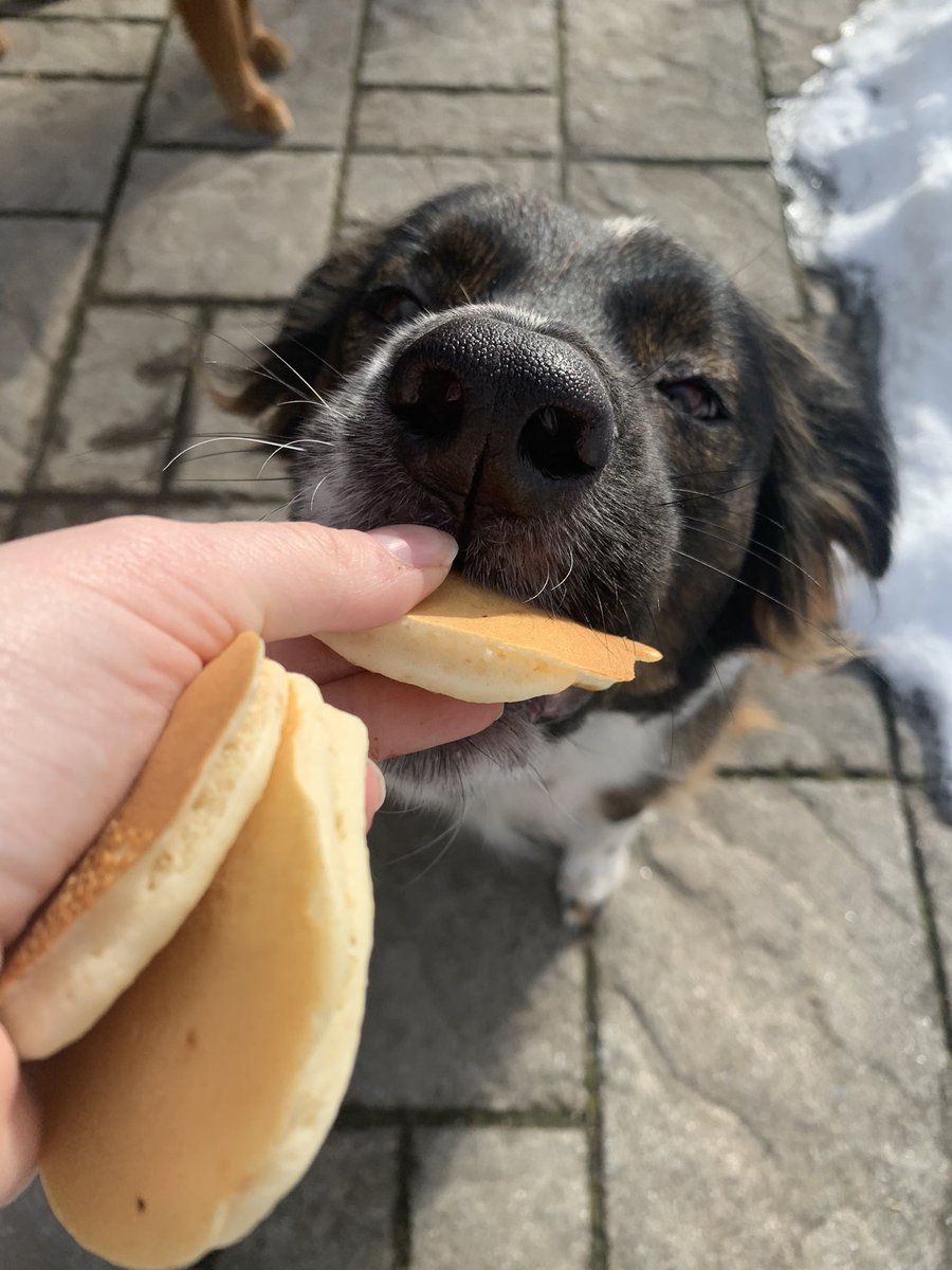 Koda tried to eat them all