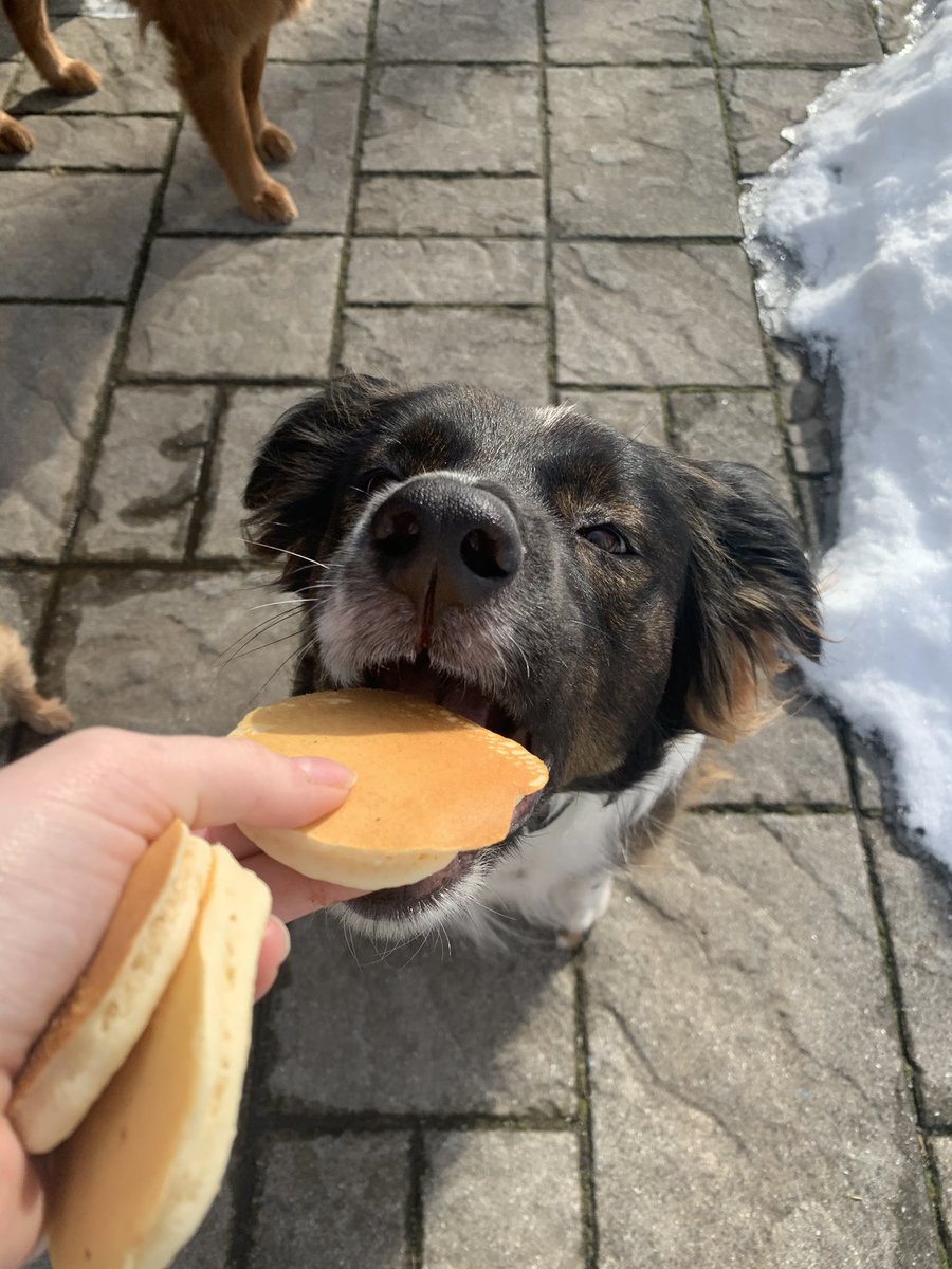 Koda tried to eat them all