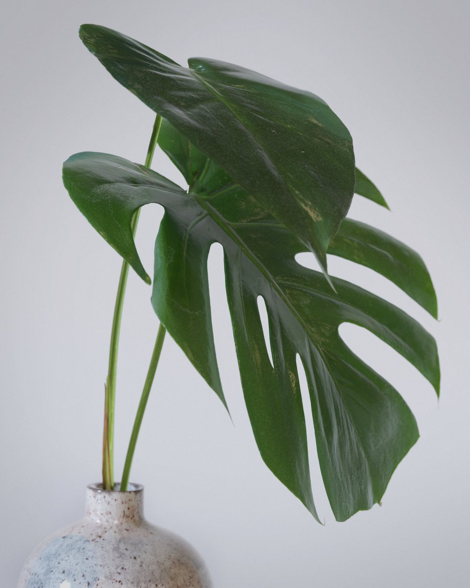 yannikwenk's tweet image. Bridging digital nature and ceramics with the @aixterior library.

#c4d #cinema4d