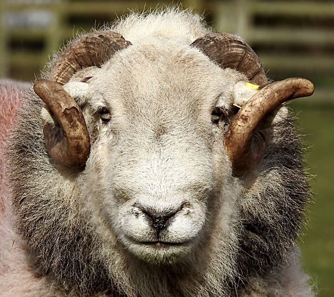 WindmillAnimalFarm tweet media