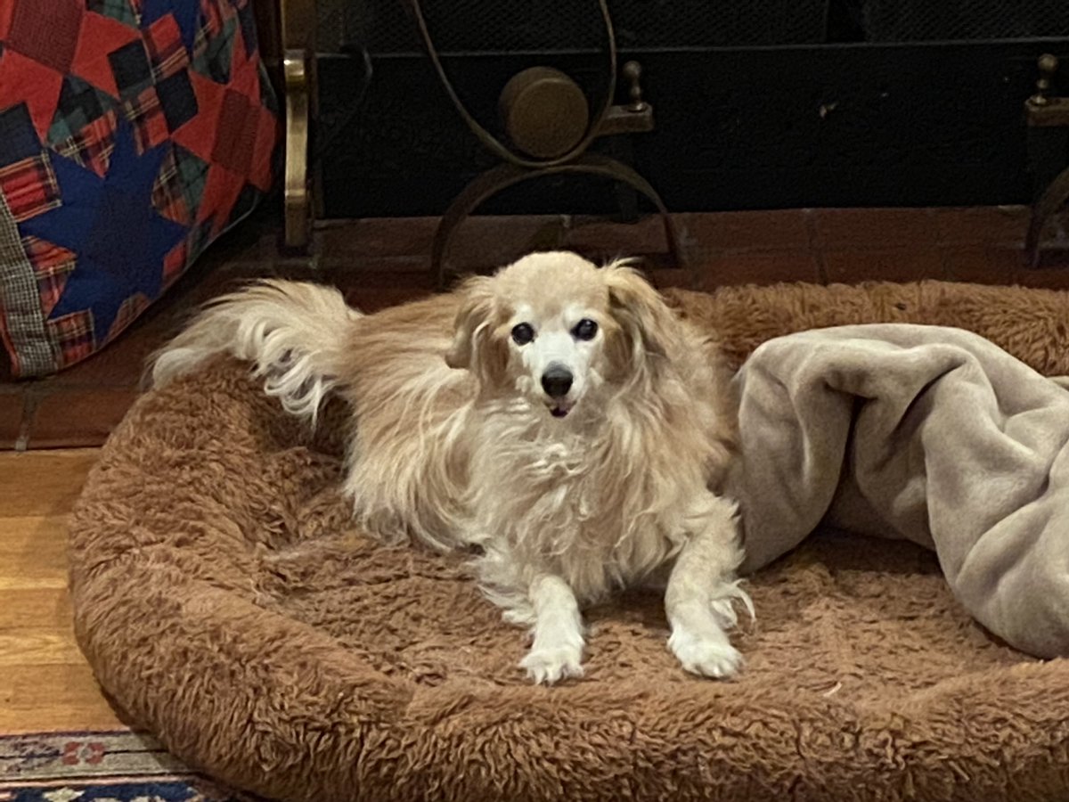 Lilliebelles's tweet photo. @WeatherDog3 @PickliciousF @JaneFallon @PocketsWarhol @ScarlettBeagle 🎉🥳🎉🥳HOORAY🥳🎉🥳🎉
🐾🌸CONGRATULATIONS🌸🐾
⭐️✨🌟#PrincessTitch 🌟✨⭐️
You will always be my Valentine!
💗💕💗Love, IZZY💗💕💗 https://t.co/txQv8KY1Ug