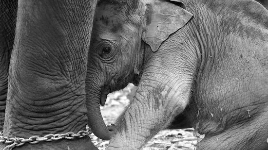 stae_elephants's tweet image. We've done it!! STAE's @UKChange #petition urging a UK ban on advertising of unethical and brutal Asian elephant tourism has surpassed 1 MILLION signatures, each one a voice for the elephants! Now help us get to 1.5 MILLION! bit.ly/STAEpetition
