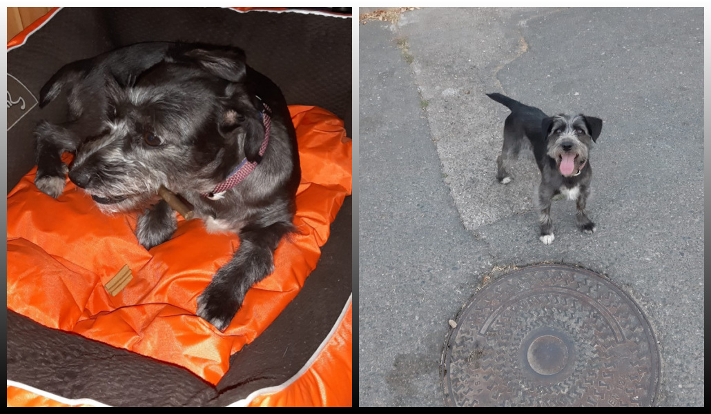 NuevaVidaAdop's tweet photo. FINALES FELICES❤️
LAIKA malvivia atada TODO el dia con una cadena MUY pero que muy cortita...su vida era un infierno
Su triste historia quedó atras: ha encontrado una super familia que la quiere con locura.
Su carita de felicidad lo dice TODO
GRACIAS familia!💕 https://t.co/7AjAMUVVcy