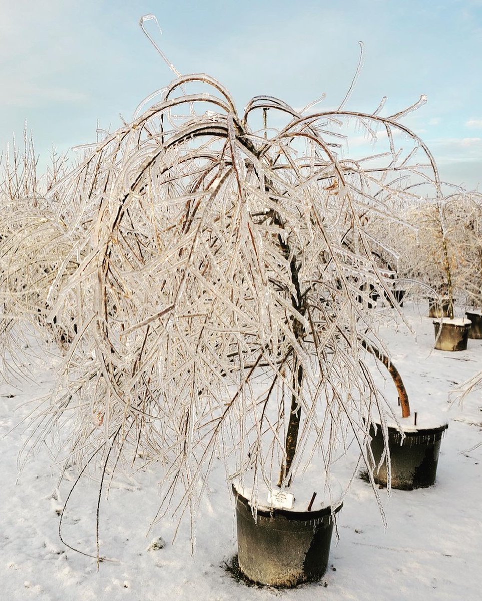Simpson Nurseries tweet media