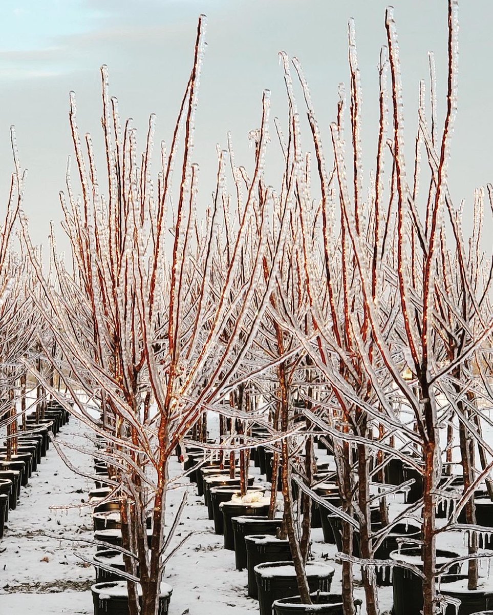 Simpson Nurseries tweet media