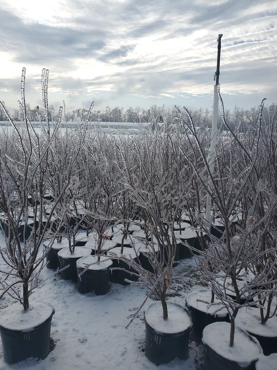 Simpson Nurseries tweet media