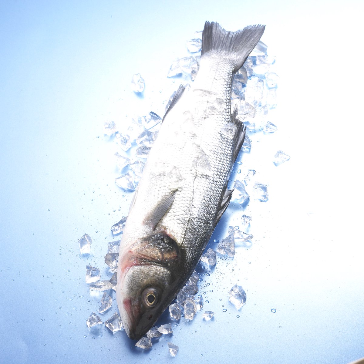 She_diet_tips's tweet photo. The Top 3 Seafood Health Benefits -- The American diet includes a pretty bad rap (and with reason). But according to new government statistics, things could be looking up though. Find out how a diet rich in seafood can help you be healthier, click here https://t.co/ujpbVN3xaA https://t.co/4RziZcGIev