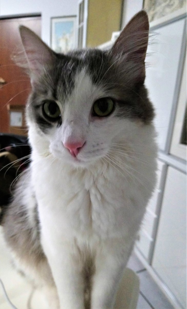 GrandePippo's tweet photo. #giornatadelgatto #giornatamondialedelgatto https://t.co/SHFeQWkhBh