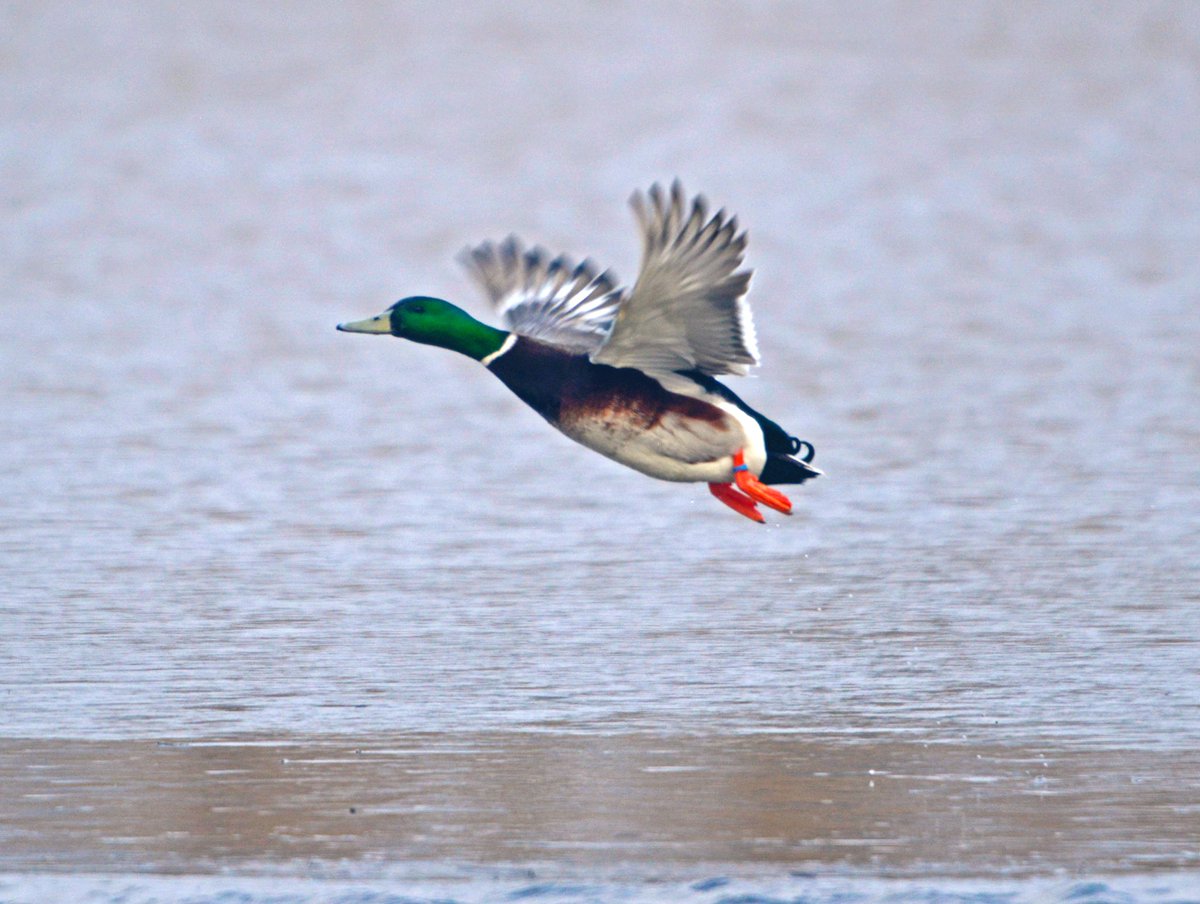 GerhardKornelis's tweet photo. Een #wildeeend met een piepklein (blauw)ringetje....#escape?
#woerd #Lauwersmeer #dtv. https://t.co/CHvnGsV8J8
