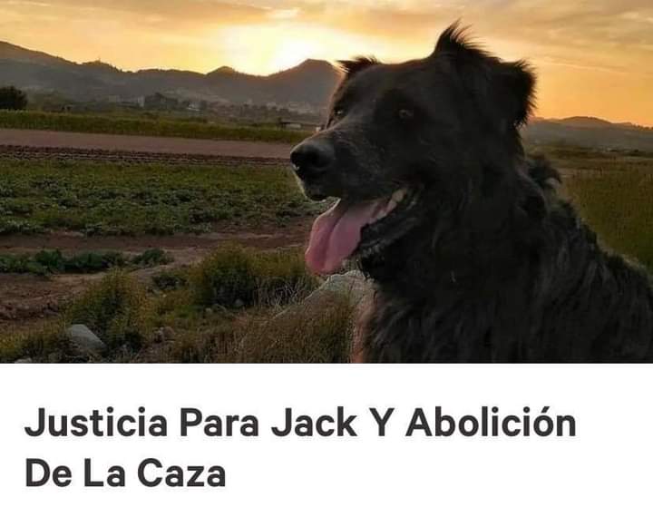 plataforma_NAC's tweet photo. El Sábado 23 de enero de 2021, Jack estaba paseando junto a su familia cuando un tiro realizado a corta distancia por un cazador acabó con su vida.

Pedimos A Las Autoridades Competentes #JusticiaParaJack 

Firma https://t.co/W4QTPxhoCn✍🏼

CARTA DE JACK 
���🏼https://t.co/W4QTPxhoCn https://t.co/8SFexs1GP0