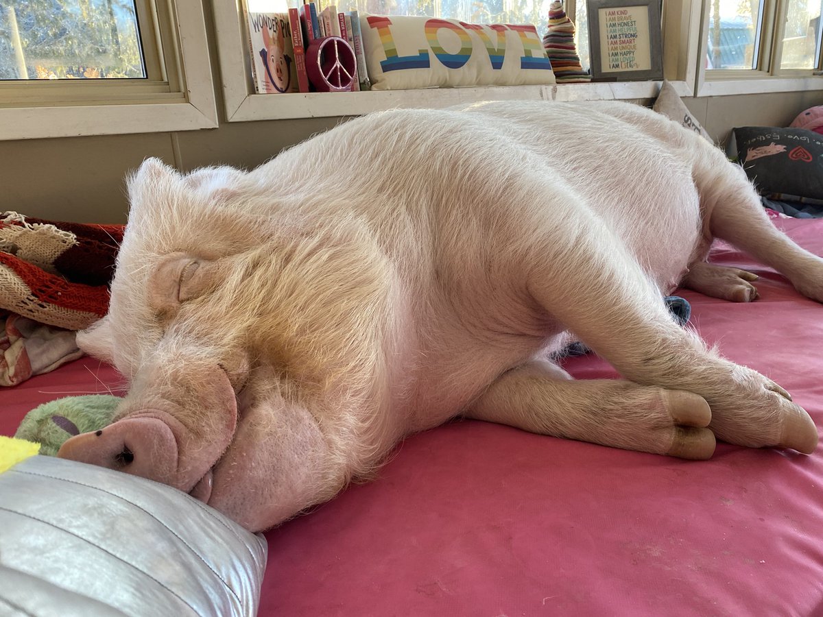 EstherThePig's tweet photo. I just need five more minutes. https://t.co/S8N2xsEIec
