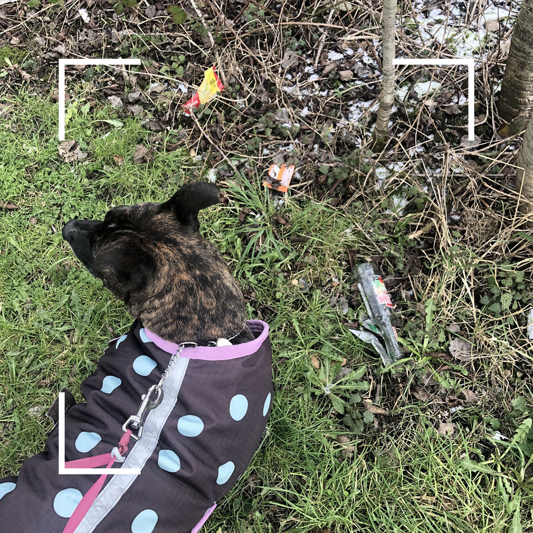 GrowWithBolt's tweet photo. It’s #RandomActsofKindnessDay! We showed the environment some love this week by picking up litter on our daily walks🌱 We found coffee cups, plastic trays, even entire takeaway bags. What will your random act of kindness be today?

#ExploreTheGood #MakeKindnessTheNorm https://t.co/uVhb002AdK