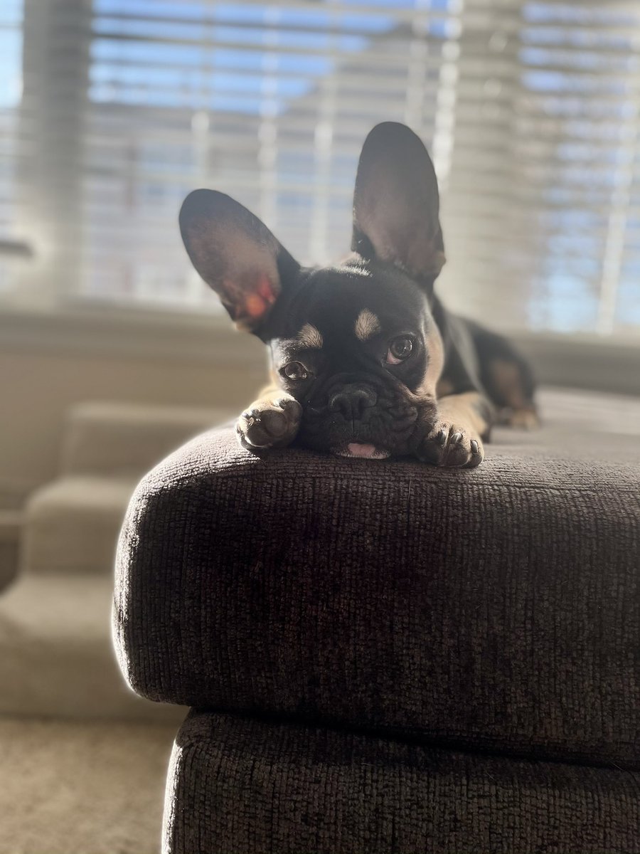 iDG92x's tweet photo. Screaming Happy 1st Birthday to my favorite little moosh! Happy Birthday Jax! 🐶 https://t.co/boqC2x8AzJ