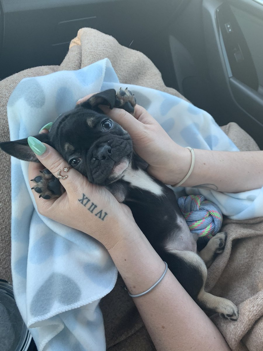 iDG92x's tweet photo. Screaming Happy 1st Birthday to my favorite little moosh! Happy Birthday Jax! 🐶 https://t.co/boqC2x8AzJ