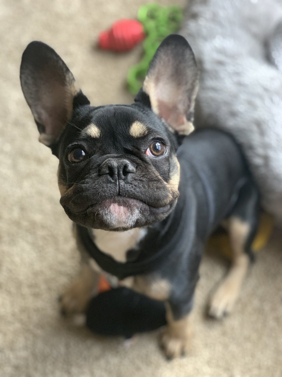 iDG92x's tweet photo. Screaming Happy 1st Birthday to my favorite little moosh! Happy Birthday Jax! 🐶 https://t.co/boqC2x8AzJ