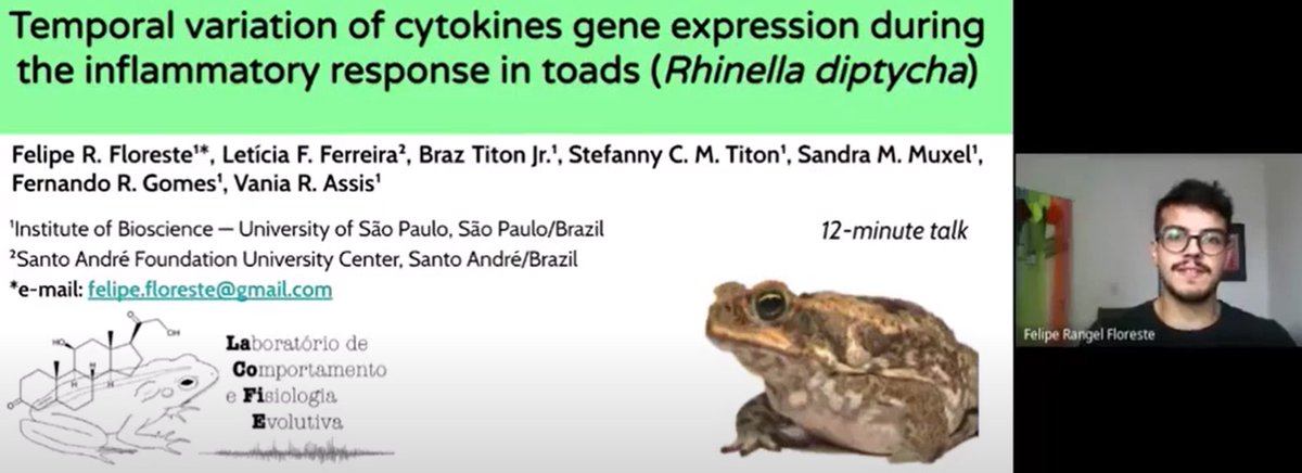 VaniaRAssis1's tweet image. Did you know corticosterone and melatonin are hormones that regulate the inflammatory response? Check the talk of my master student @florestefr to learn more!
#SICB2021 @SICB_DEDE #herps #toads #Latinos 
bit.ly/FelipeTalk