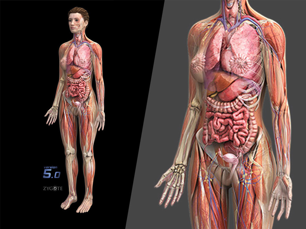 ZygoteBody's tweet photo. The Zygote 3D Female Anatomy Collection is the most comprehensive and well crafted female anatomy collection available today. Each Model/System within the collections maintains true to life human shape with accurate proportion and positioning. 

https://t.co/XZnmfUAYu5

#3dfemale https://t.co/Eo2HXCZsQy