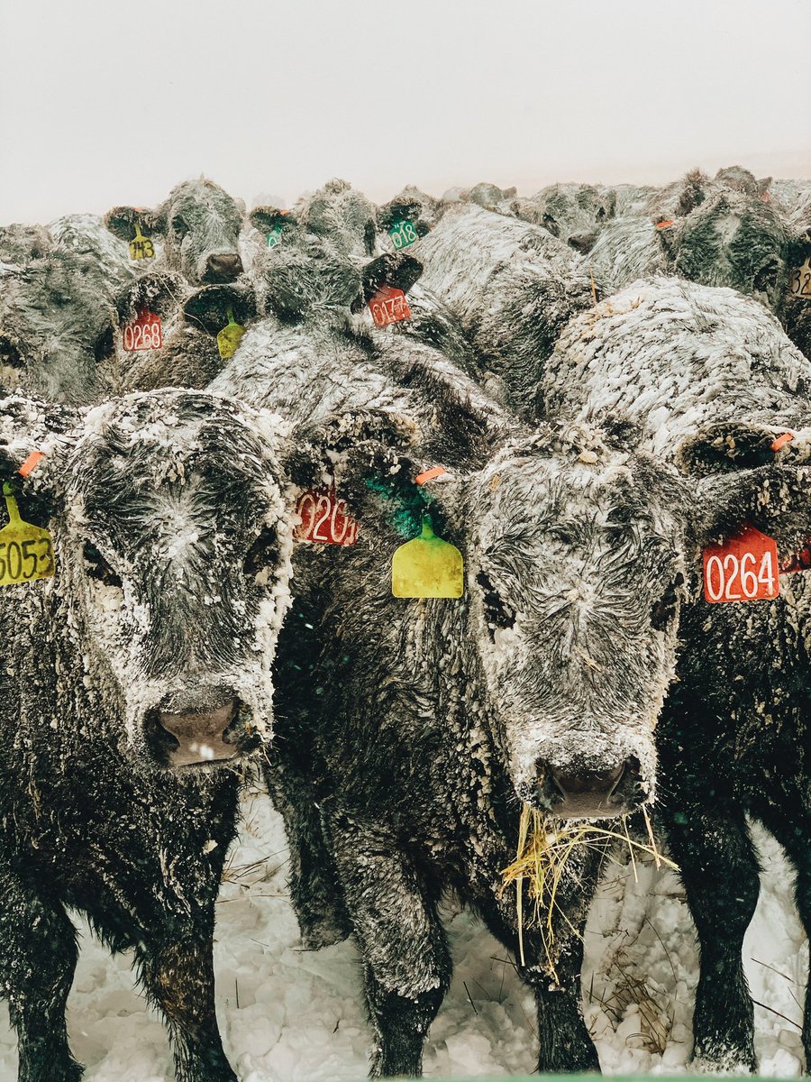 kayleewheeler_'s tweet photo. Friendly reminder that the cattle industry is not going through this right now for you to be told by some billionaire to eat synthetically grown protein instead of beef 🥩 https://t.co/aJtZMsaTrN