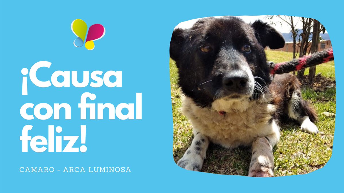 ¿Quién no ama las historias con final feliz?

"Camaro es un caso de esos que te tocan el corazón.

Llegó con su patica herida, al parecer por un ataque con arma cortopunzante.

Pero <a href="/ArcaLuminosa/">ArcaLuminosa</a>  hizo su magia y lo rescató. 

#animales #BuenasNoticias