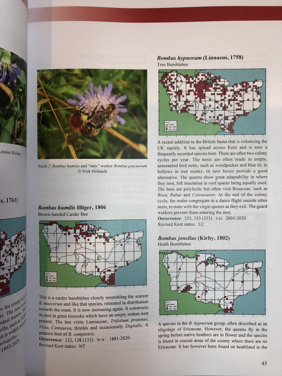 Atlas of the Bees, Wasps &amp; Ants of Kent (2nd edition) now available. Written by the brilliant Geoff Allen and published by the Kent Field Club.