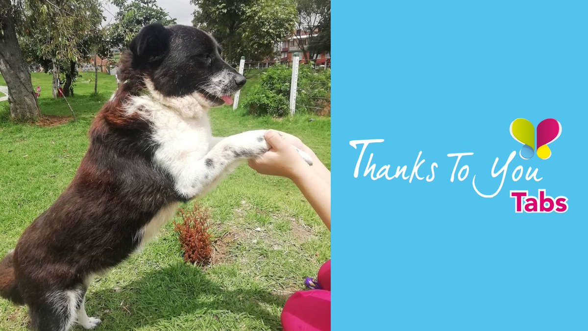 Miles de personas que se unieron a su causa en <a href="/ThanksToYouCol/">ThanksToYou</a> . 

 Gracias a ellos, Camaro recibió el tratamiento que necesitaba para poder salir adelante.  

Camaro es ahora un perrito sano.

Encontró una familia que le da todo el amor y la vida que merece.