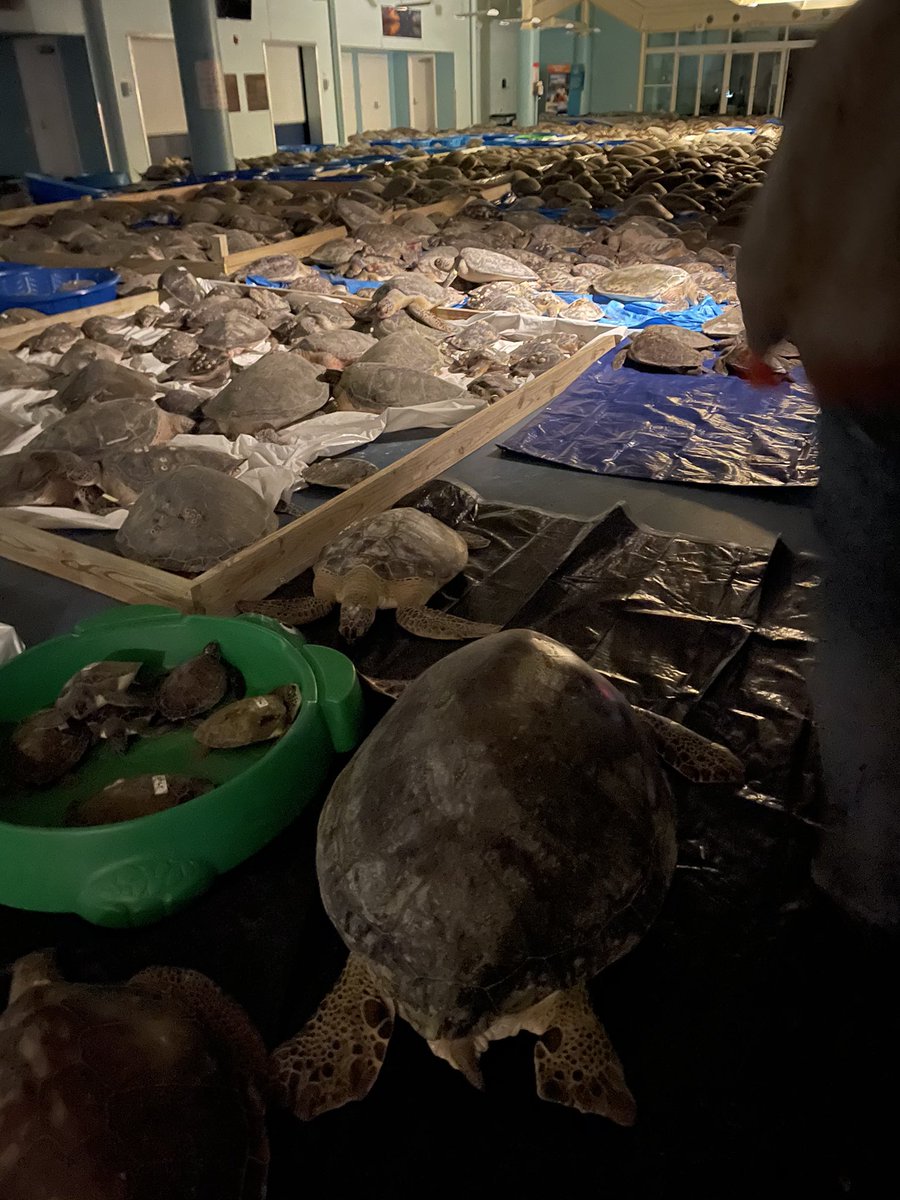 Hundreds of sea turtles lyi...