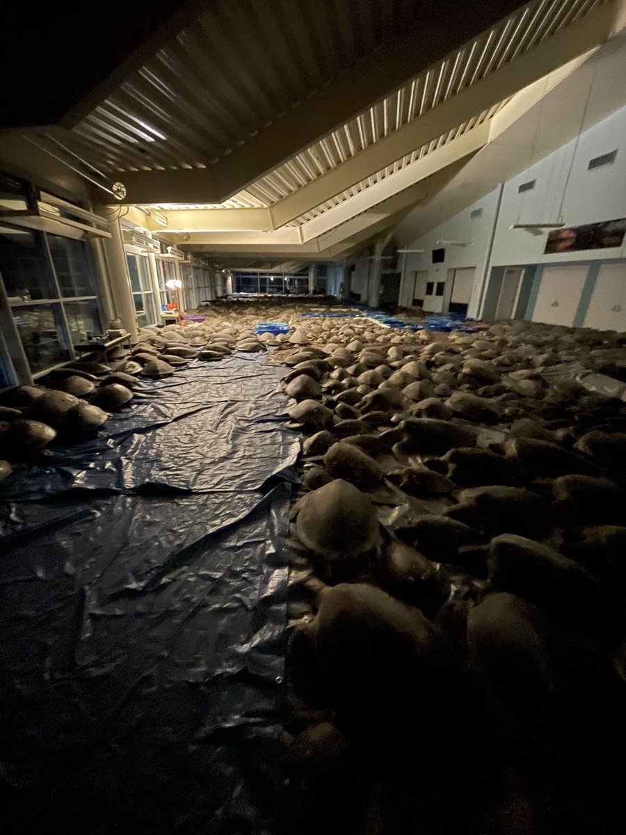 Hundreds of sea turtles lyi...