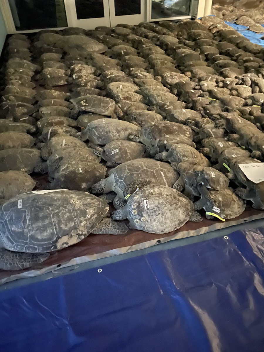 Hundreds of sea turtles lyi...