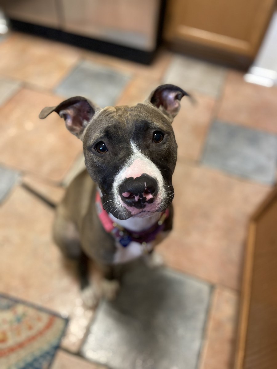 dog_rates's tweet photo. This is Daenerys. She’s currently available through @AustinDogRescue. She loves sunshine and sprinklers, and yes, she does have a few dragon friends she’ll introduce you to if you’re lucky. You can apply to adopt Dany below. 13/10 #TrupanionPartner

https://t.co/q4LjPUhfzt https://t.co/tZWEC28gQW