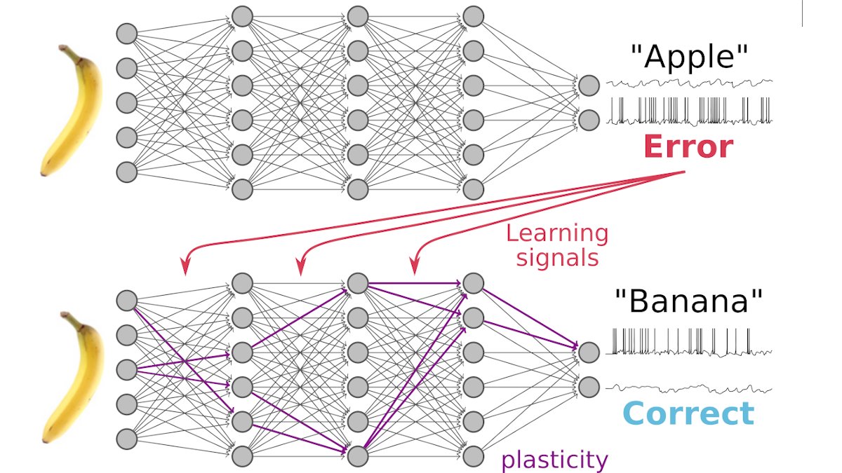 hisspikeness's tweet photo. Happy to share this report summarizing the key contributions, discussion outcomes, and future research directions as presented at the spiking neural networks as universal function approximators meeting SNUFA2020. Paper: https://t.co/91S2nIw5dm
with @neuralreckoning and others. https://t.co/4o9u0w3KY1