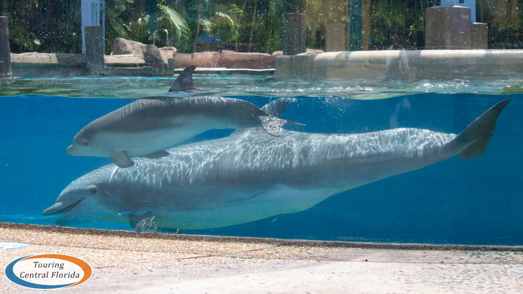 TourCentralFL's tweet photo. Not to brag, but I've been followed by @SeaWorld for years!
Seriously though, love seeing this new energy. Hope it continues and spreads to the other company social media accounts.
#StandWithSeaWorld #ParkToPlanet https://t.co/C6a1t29cuF