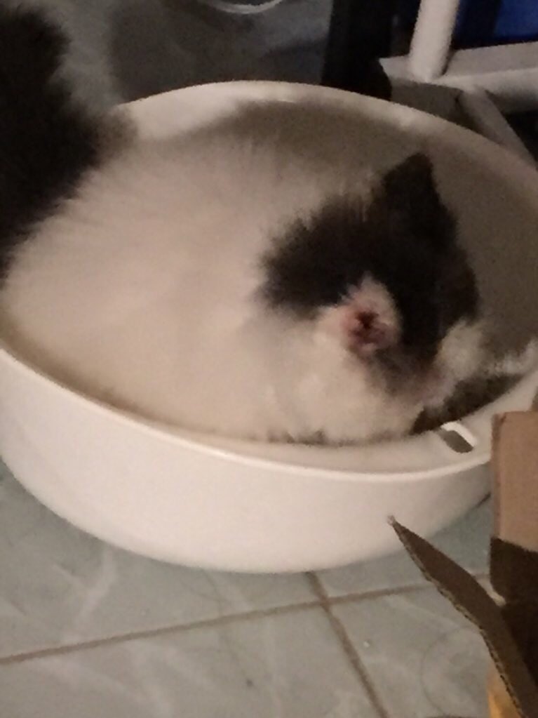 อย่าฝากแมวไว้กับยาย....