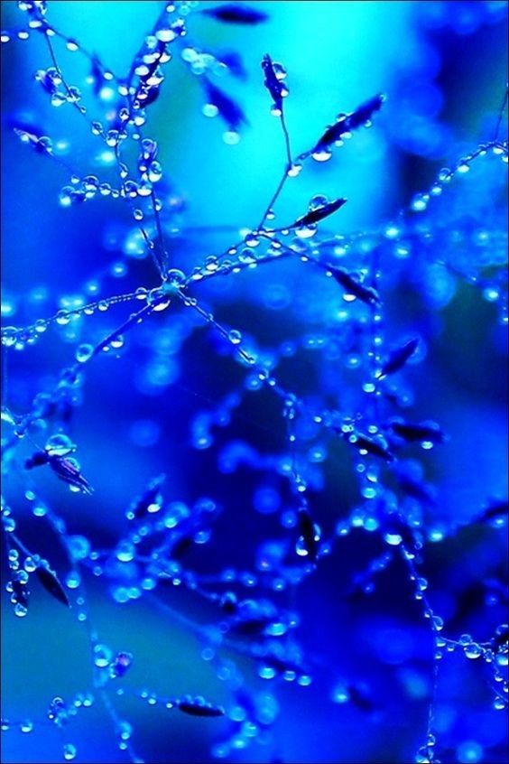 Indigo - Great devotion, integrity and deep sincerity