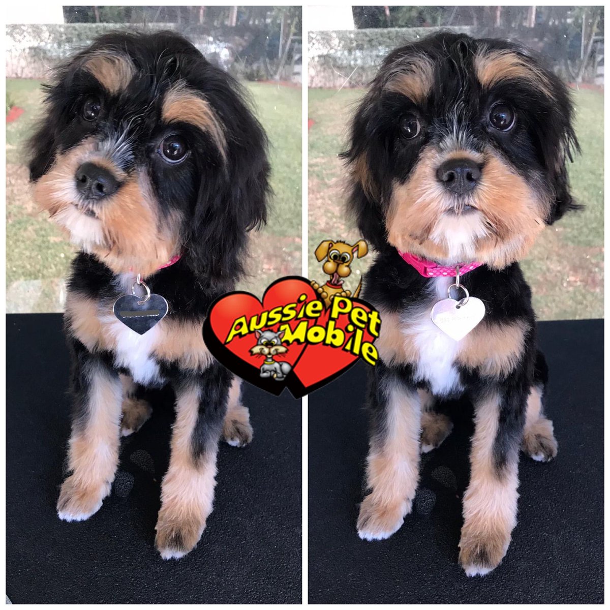 apmboca's tweet photo. #AussiePetMobile #AussiePetMobileBoca #MobileGrooming 🐾🚐 #PetGrooming 🐶🐱 #MobilePetGrooming 🧼🛁#DogGrooming #CatGrooming #Groomers ✂️ #MobileGroomers #CleanAndCute https://t.co/Mupy1hGo8k