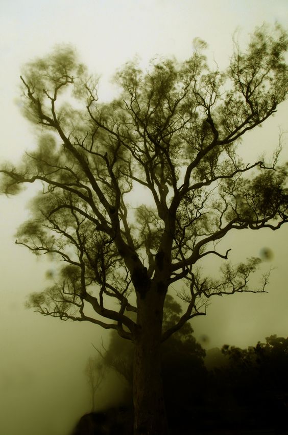 Olive green - Peace, harmony and empathy