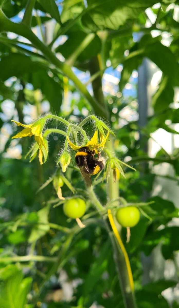 Croftpak's tweet image. One of our bumblebees hard at work in this afternoons sunshine #flowers #pollination #bumblebees #britishtomatoes