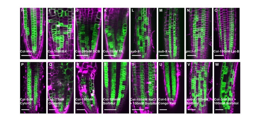 plantpostdocs's tweet image. Interested in root cell patterning? Join us on Feb 23 for @Ajt_chaudhary seminar on the recent #biorxiv_plants article biorxiv.org/content/10.110… Register here! msu.zoom.us/webinar/regist…