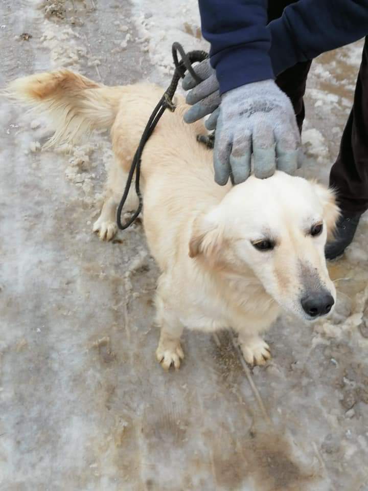 Second Chance Dog Rescue tweet media