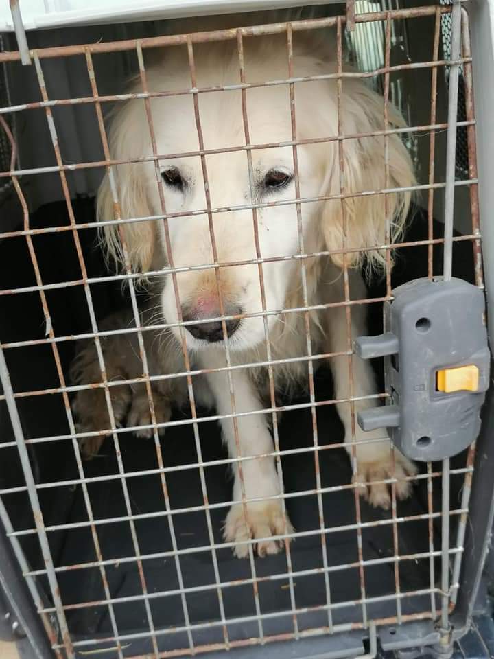 ⚠️APPEAL UPDATE ⚠️

We have the 5 retrievers,  all boys, out of the shelter and on their way to foster homes.

Our rescuer was informed of 5/6 more retrievers still in there.
We can take them out too but not until Friday and only if we can raise funds.
paypal.com/paypalme/SCfun…