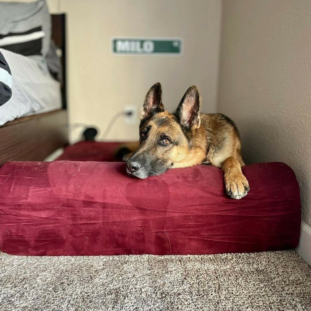 bigbarkerusa's tweet photo. "New bed fit for a KING 👑" 📷: @everywhere_with_milo
#germanshepherdforever #germanshepherdcommunity #germanshepherdpup #germanshepherdclub #germanshepherdsofinsta #germanshepherdphotos #germanshepherdoftheday #germanshepherdinsta #bigbarker #dogbeds https://t.co/O8FX5T52Jg https://t.co/sVFhbLjI34