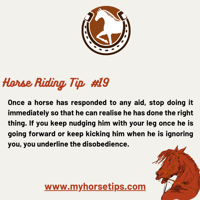 MyHorseTips_'s tweet photo. Here is one important thing you should keep in mind when improving your horse riding techniques.  🤠

Read our blog: https://t.co/C4er8doyx7  🐴

 #HorseshoeTheory #HorseRacing #clintonanderson #arabianhorse #morganhorse #caballosnosonobjetos https://t.co/dADNKeWkYE