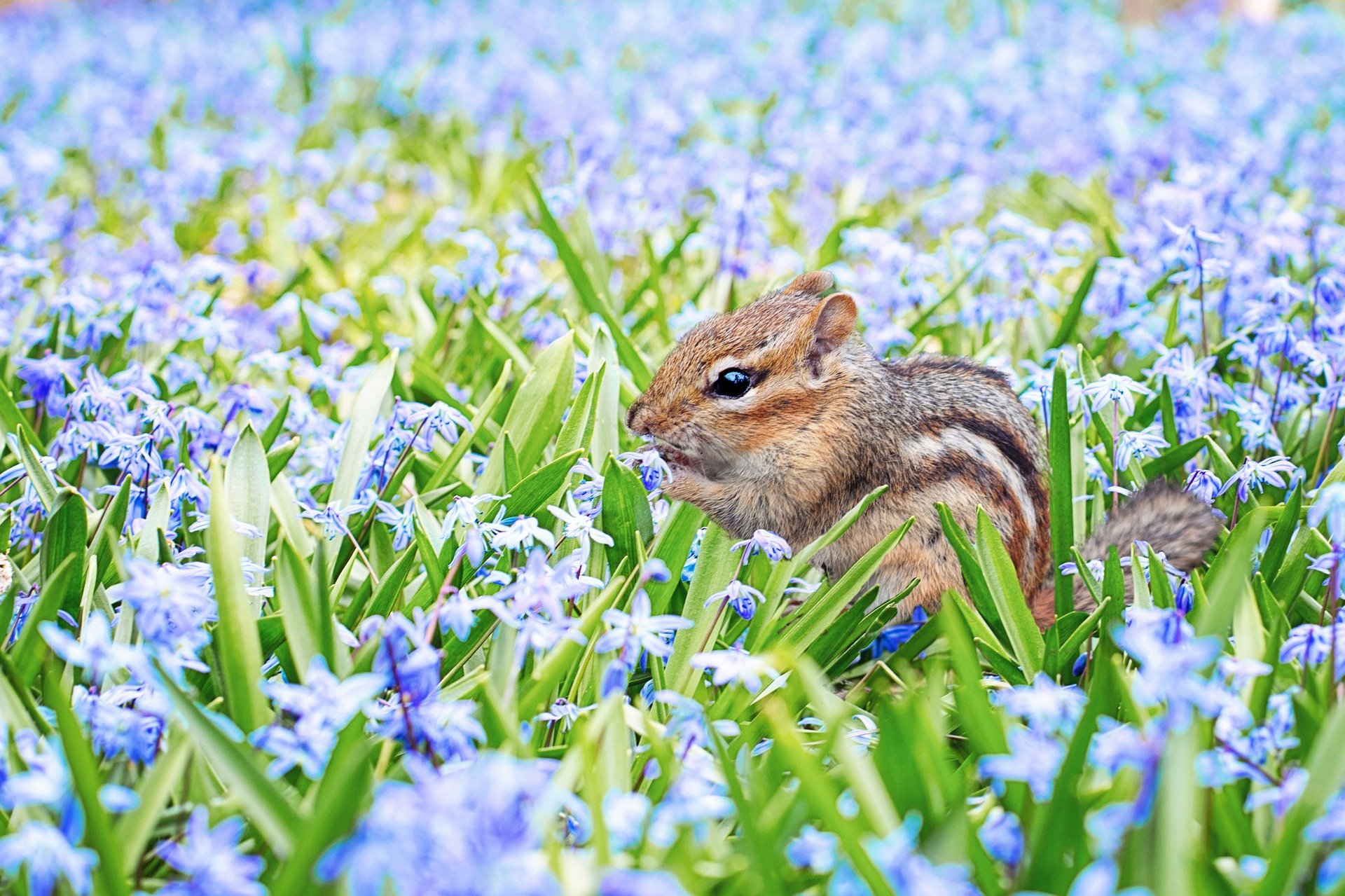 Sw Ohio Air Quality This Cute Little Guy Is Here To Remind You That Spring Is Coming Soon You Know Why Because We Ve Started Our 21 Pollen And Mold Counts Sw Ohio Air Quality This Cute Little Guy Is Here To Remind You That Spring Is Coming Soon You Know Why Because We Ve Started Our 21 Pollen And Mold Counts