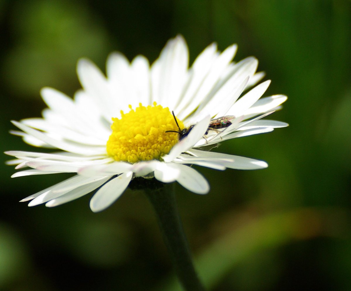 Photosclindoeil's tweet photo. #Projet365 - 1 jour / 1 photo en 2021 - 365 regards quotidiens sur le monde !: #48 La pâquerette et le petit insecte: https://t.co/A9F7uvZssk https://t.co/DYciRUcXZO