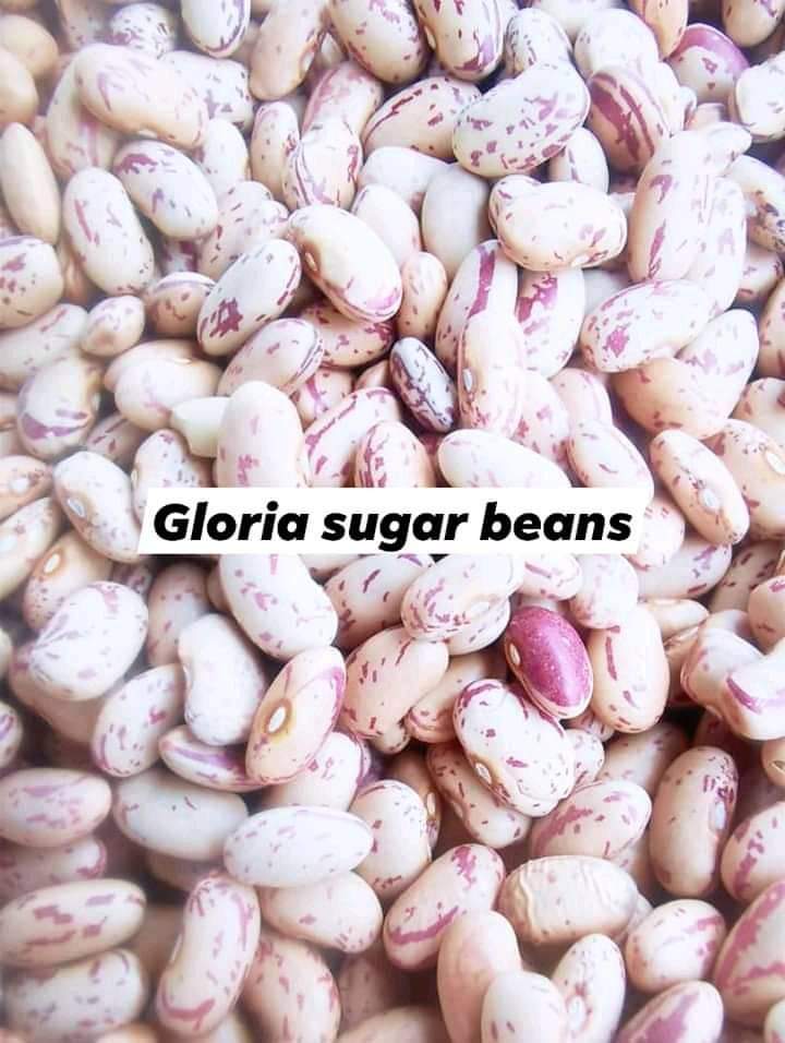 Question always asked is which variety has a better market?

Sugar beans farmers what made you grow that variety and consumers what makes you choose that variety for consumption?
<a href="/afrostain/">Afrostain Farmtech</a> @SeedCoGroup <a href="/farmshopZW/">National Tested Seeds & FarmShop</a> <a href="/agribusinesszw/">Agribusiness Media</a> @TFT69863022 <a href="/VaMudhumeni/">vaMudhumeni</a> <a href="/TigerAgro/">Tiger Agro Chem</a>