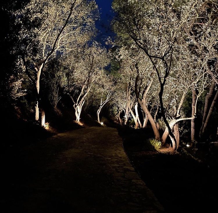 Cali_Lighting's tweet photo. These olive trees added some beautiful ambient light to the cobblestone driveway. Amazing just what a few lights can do! https://t.co/U6kpN30N0g