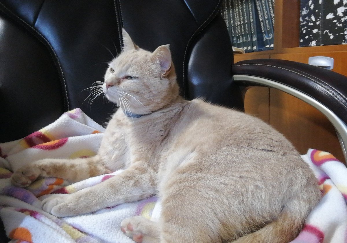 saracc_18's tweet photo. Flipo con la insistencia de mi gato, 1 hora maullando en la puerta para conseguir que lo deje entrar. https://t.co/UYLEZ22ykD