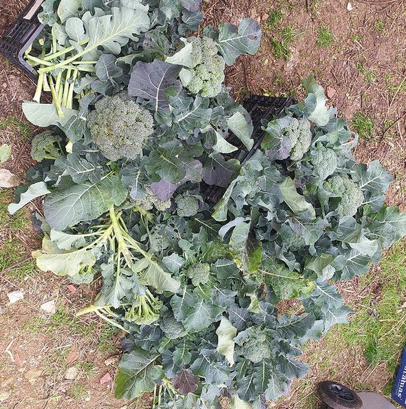 🥦🥦Primera collita de bròcolis per a la xarxa d'aliments de Vallcarca.

Recordeu: és important anar a les manis amb la panxa plena però no massa. Mengem aliments sans i combatem règims polítics insans! 😅

#PabloHaselLlibertat