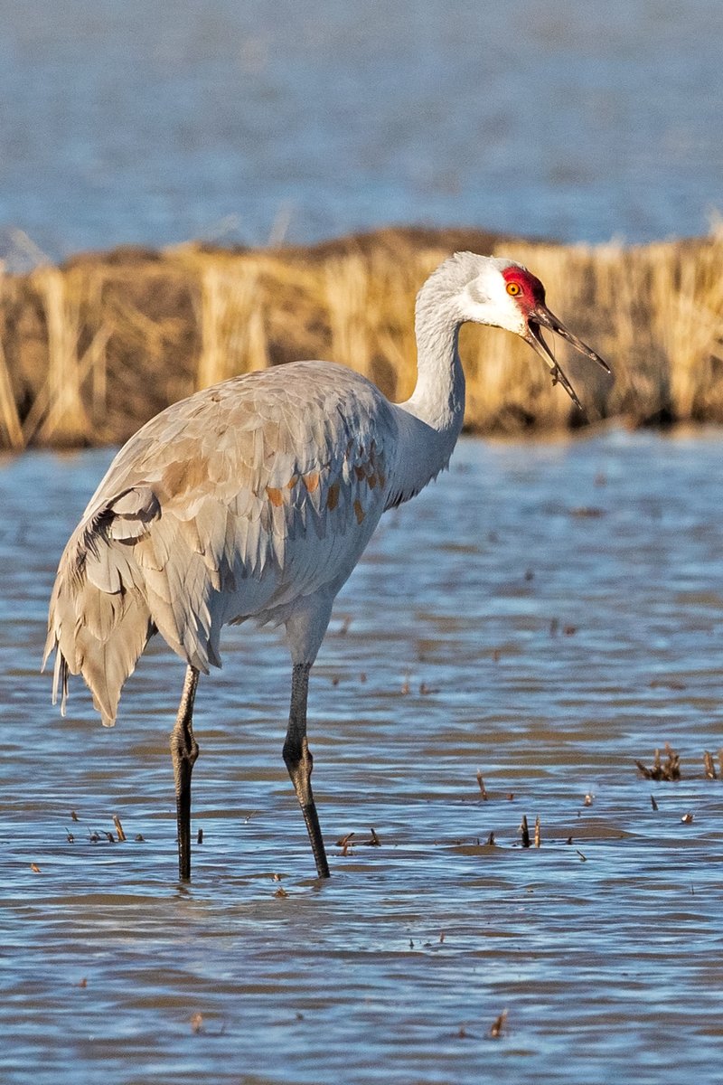 RiceNews's tweet photo. Sandhill Cranes around the Richvale #carice fields. Leslie Morris photographs. #sacvalley #birdwatching https://t.co/cCsmB1nFT2
