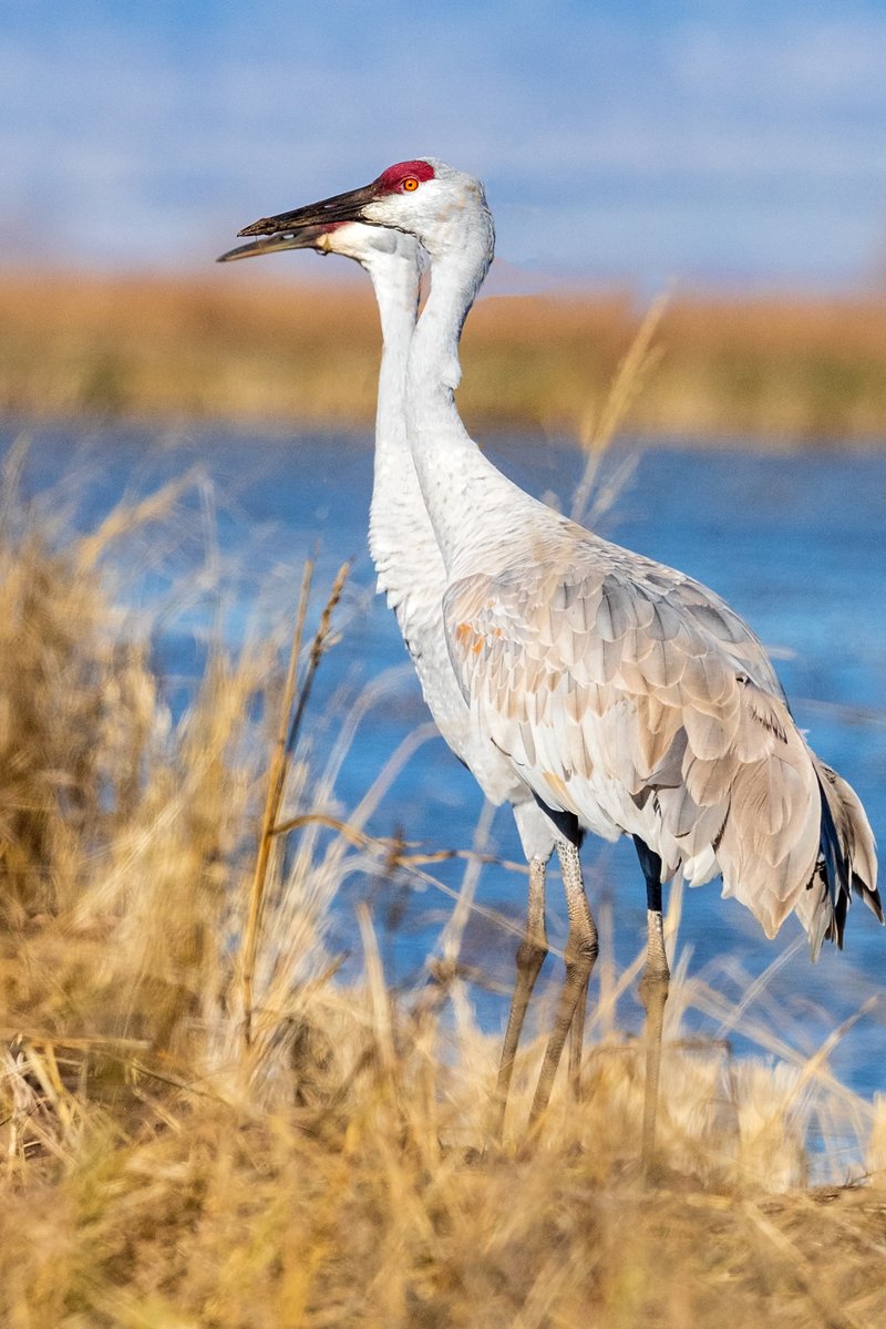 RiceNews's tweet photo. Sandhill Cranes around the Richvale #carice fields. Leslie Morris photographs. #sacvalley #birdwatching https://t.co/cCsmB1nFT2
